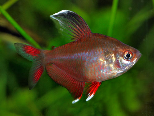 Rosy Tetra Special (6 for $24) 2