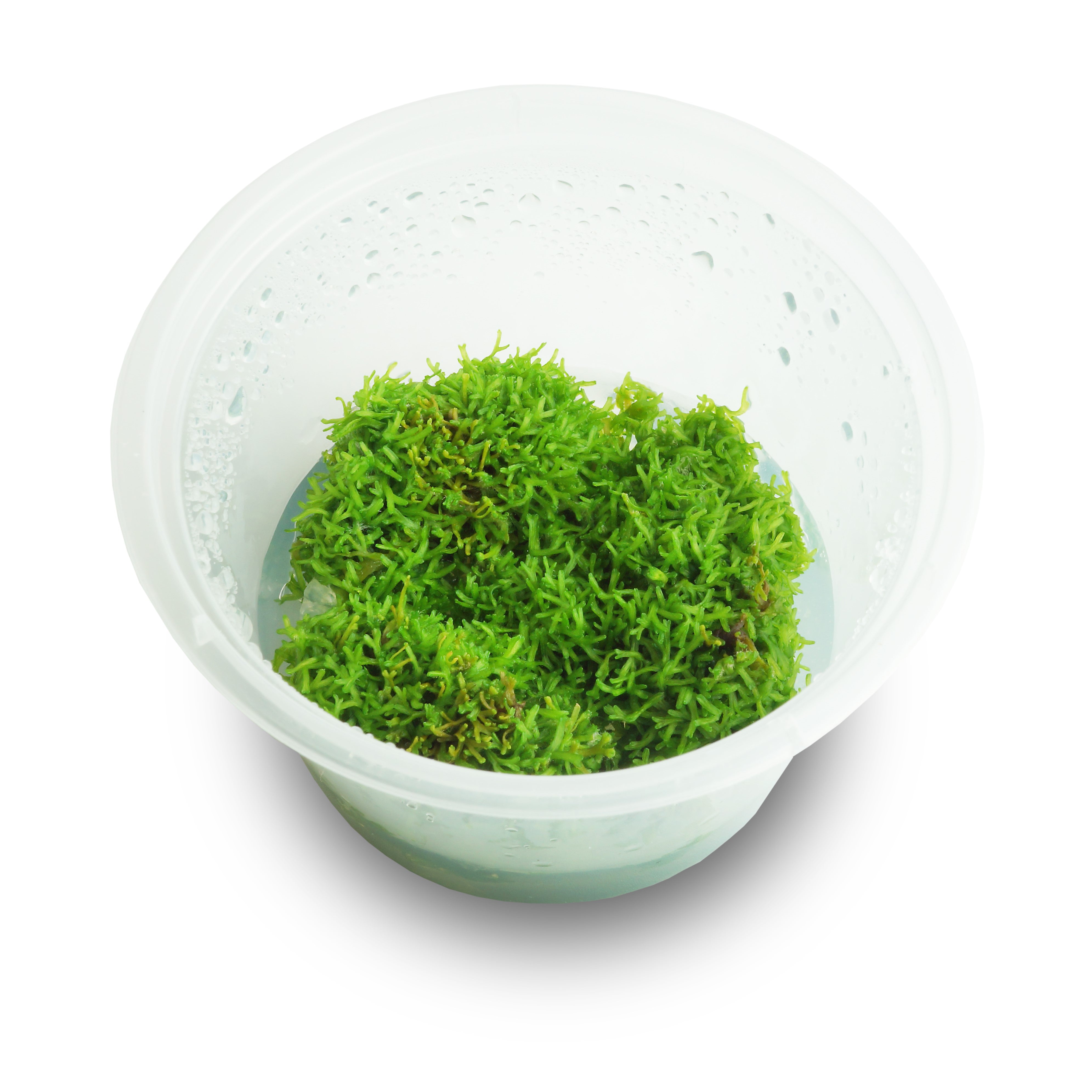 Riccia Tissue Culture