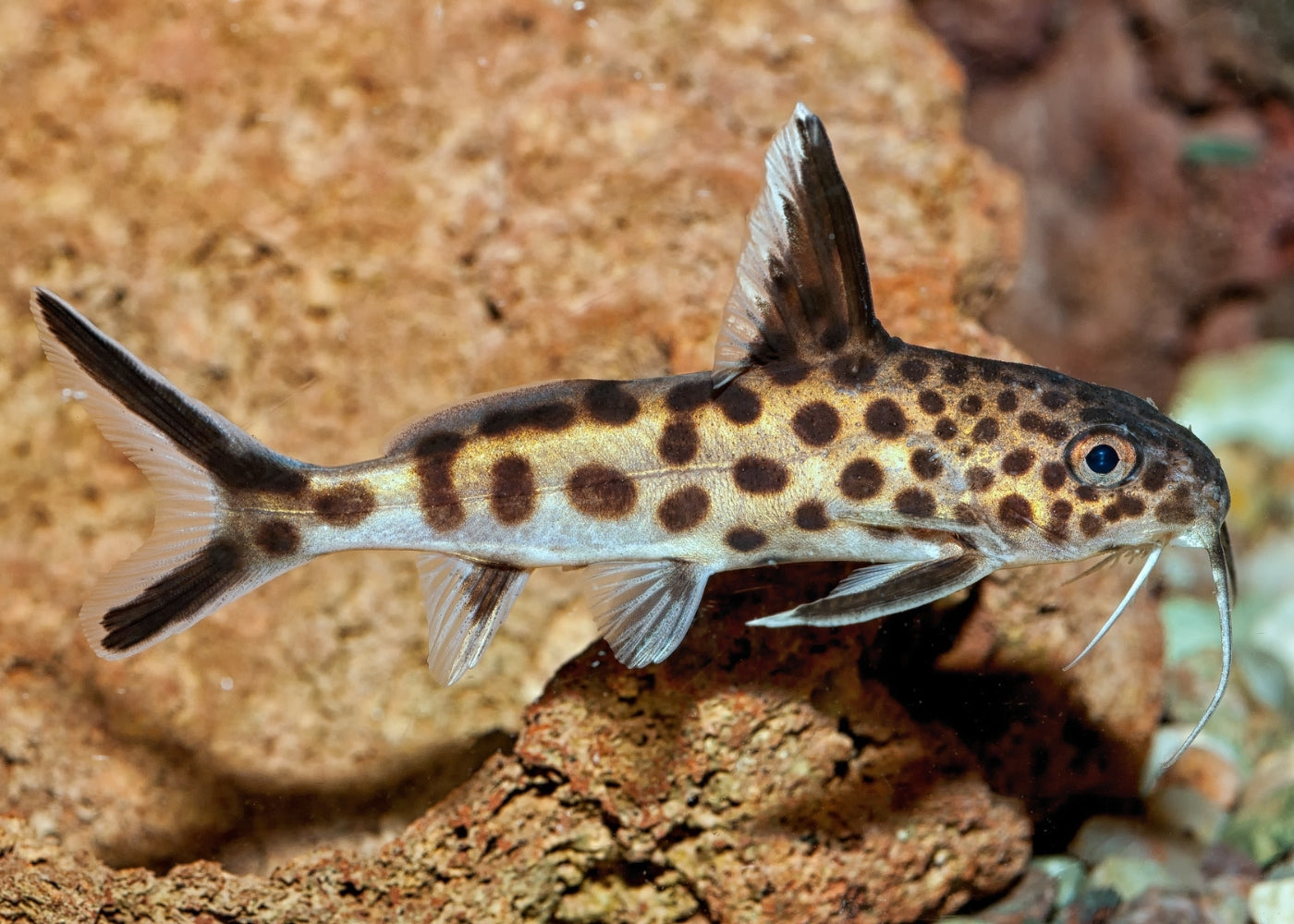 Synodontis