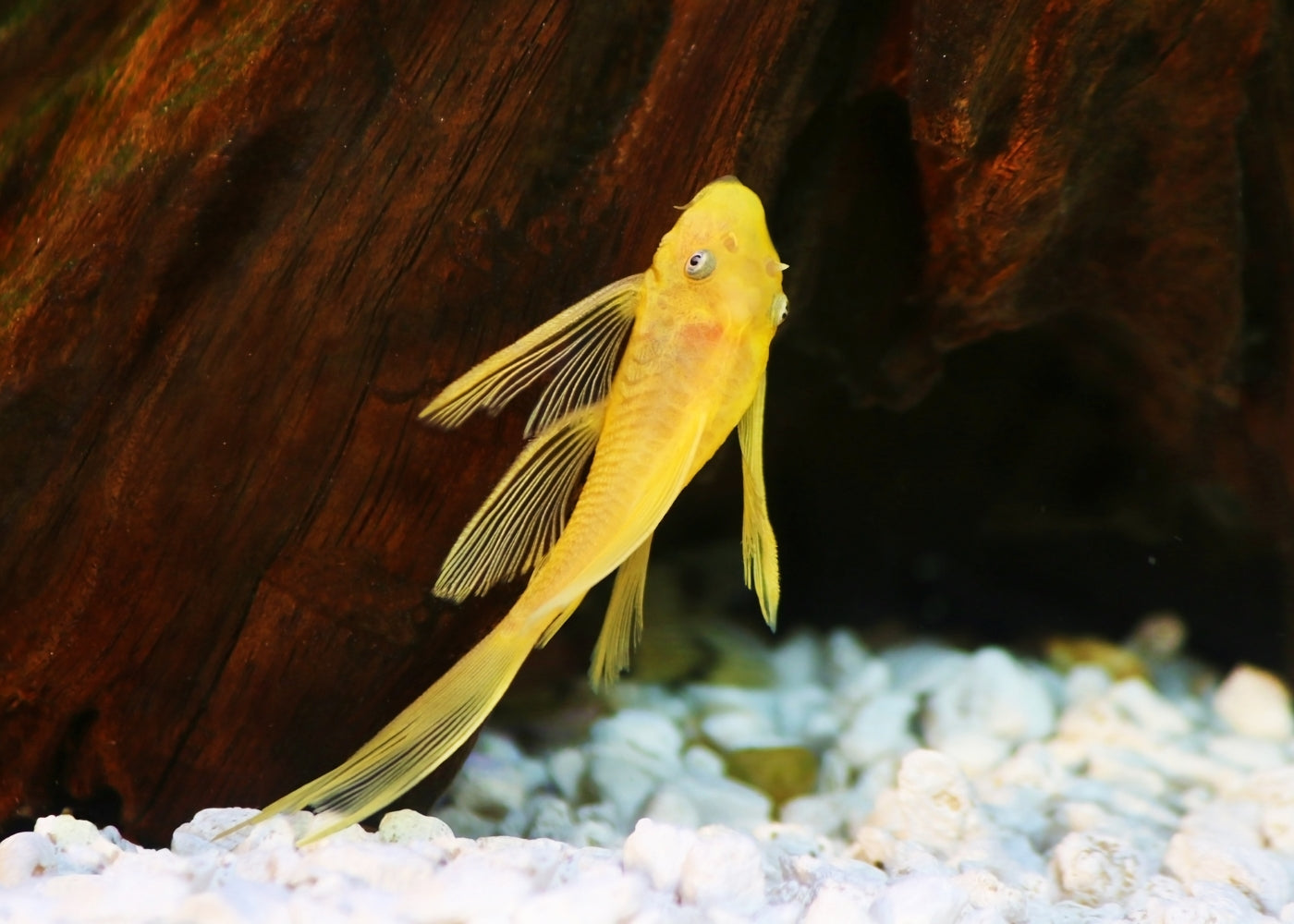 LEMON BLUE EYE BRISTLENOSE - L144 - LONGFIN