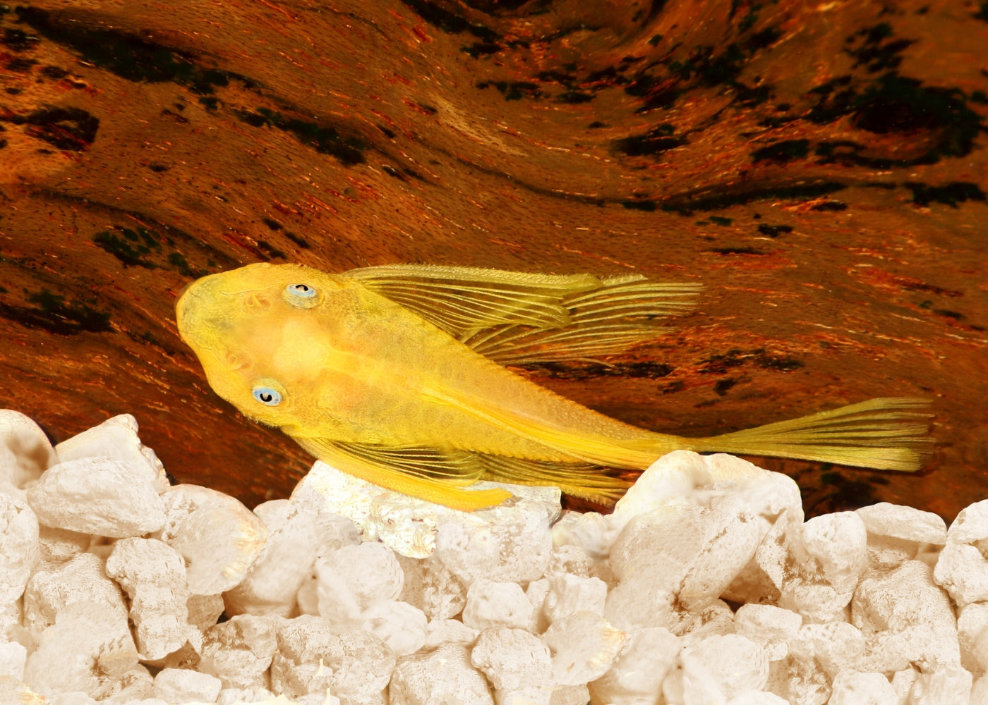 LEMON BLUE EYE BRISTLENOSE - L144 - LONGFIN 2