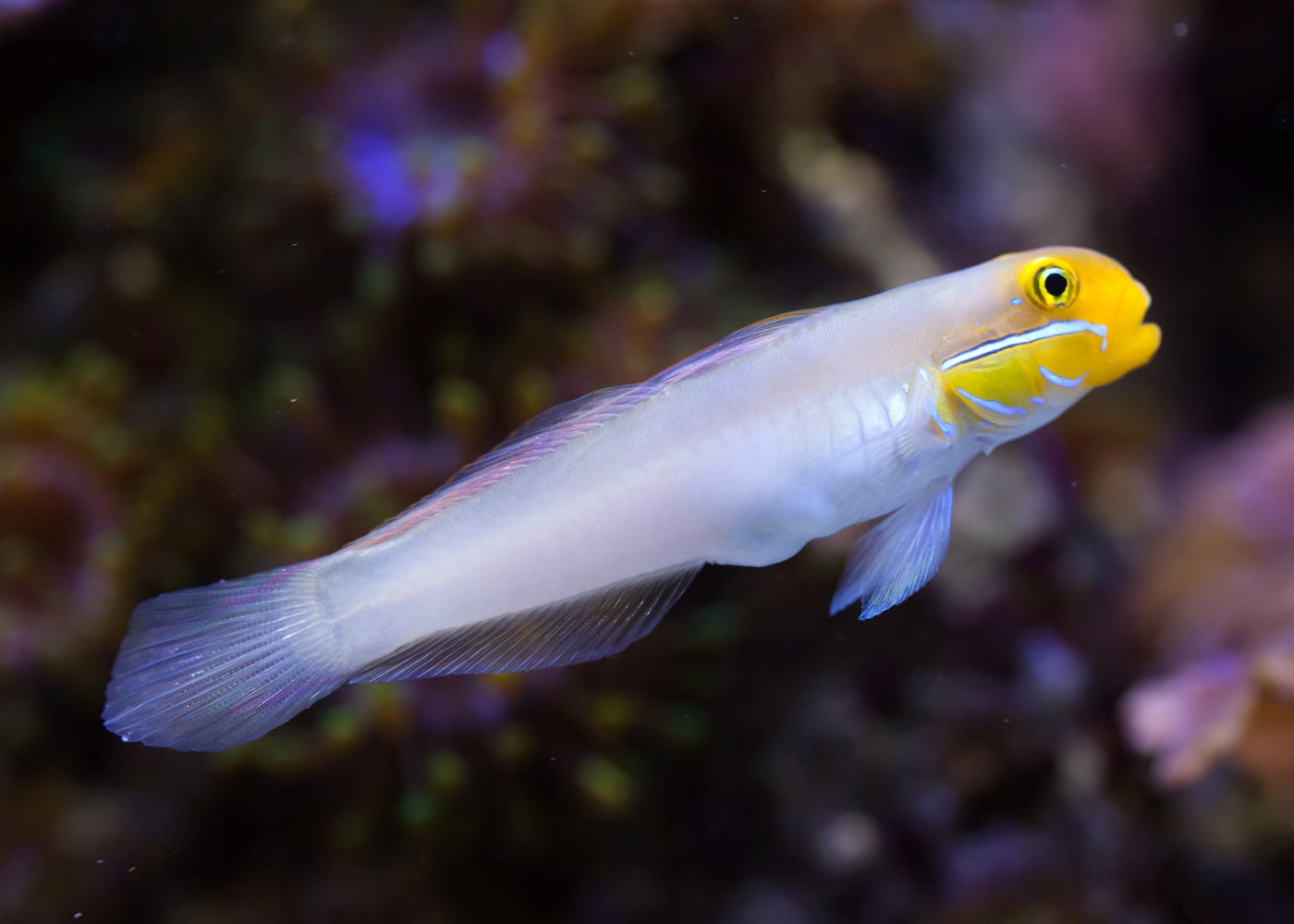 Goby - Gold Head