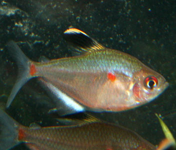 Bleeding Heart Tetra - Peru