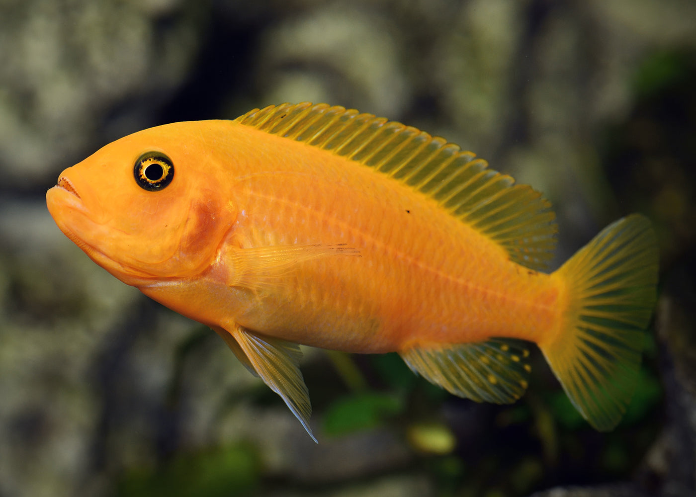 Zebra Cichlid - Tangerine