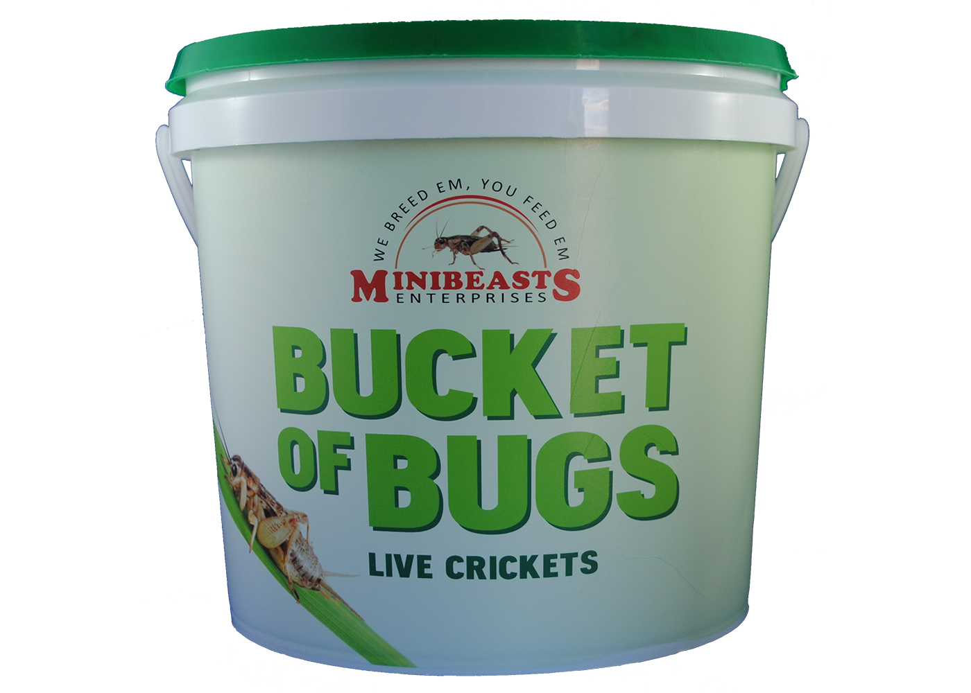 Minibeasts Bucket of Bugs - Live Crickets with Bucket 2