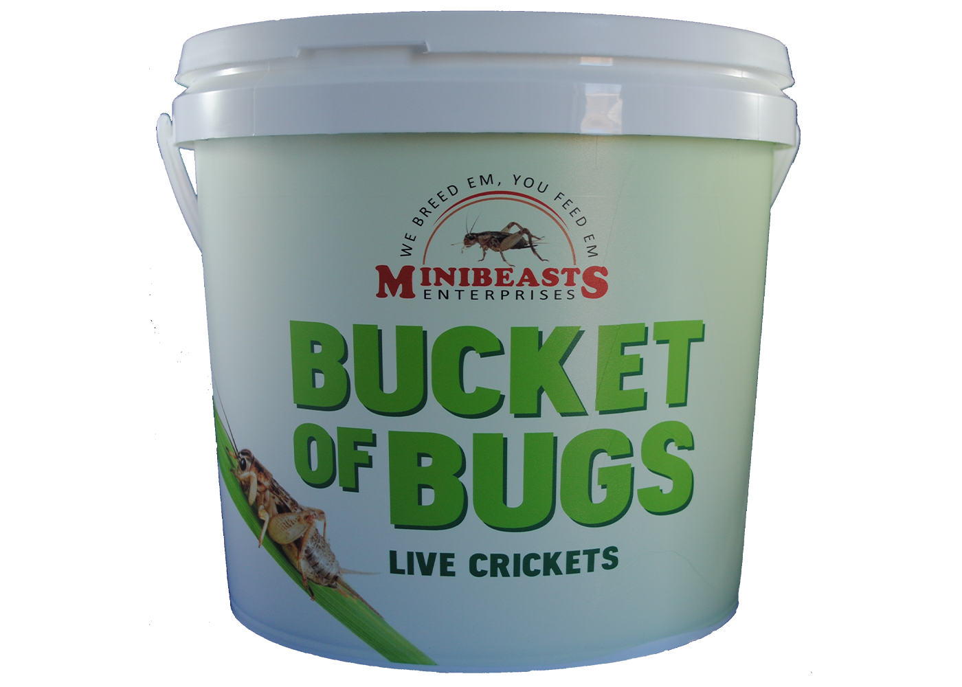 Minibeasts Bucket of Bugs - Live Crickets with Bucket 3