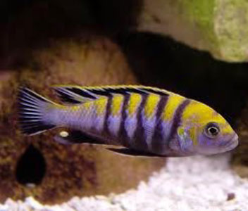 Cynotilapia Afra Cobue