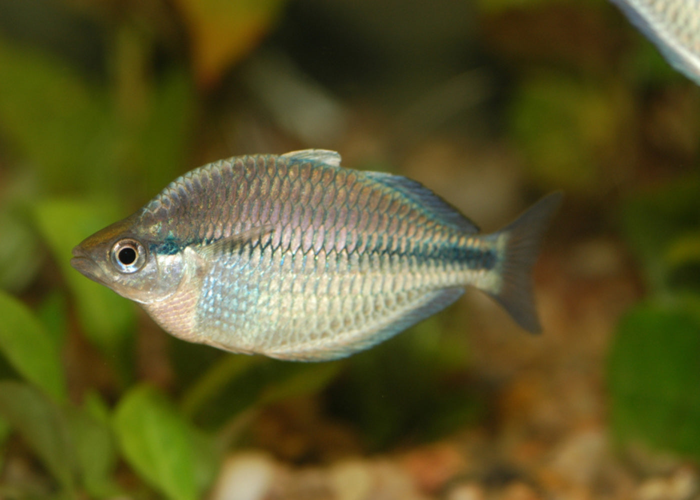 Kamaka Rainbowfish - M. kamaka