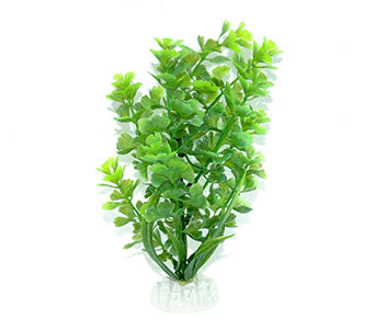 AquarWorld Baby Fern 2