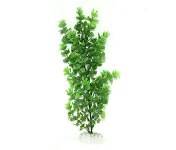 AquarWorld Baby Fern 3