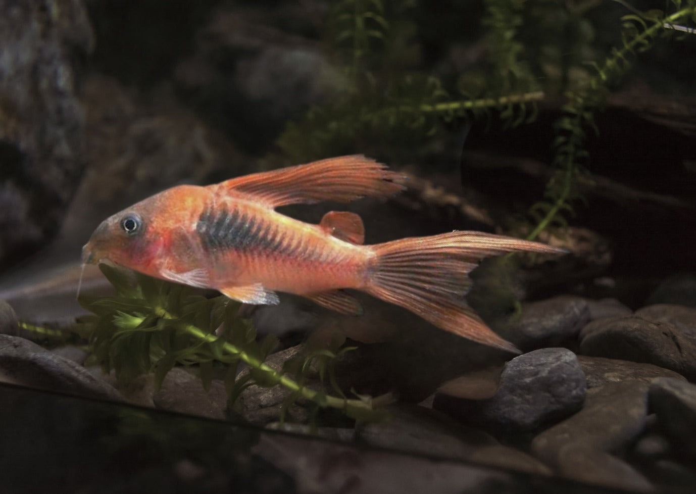 Corydoras Bronze- Longfin