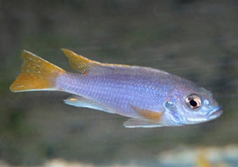Pseudotropheus Acei Msuli Point