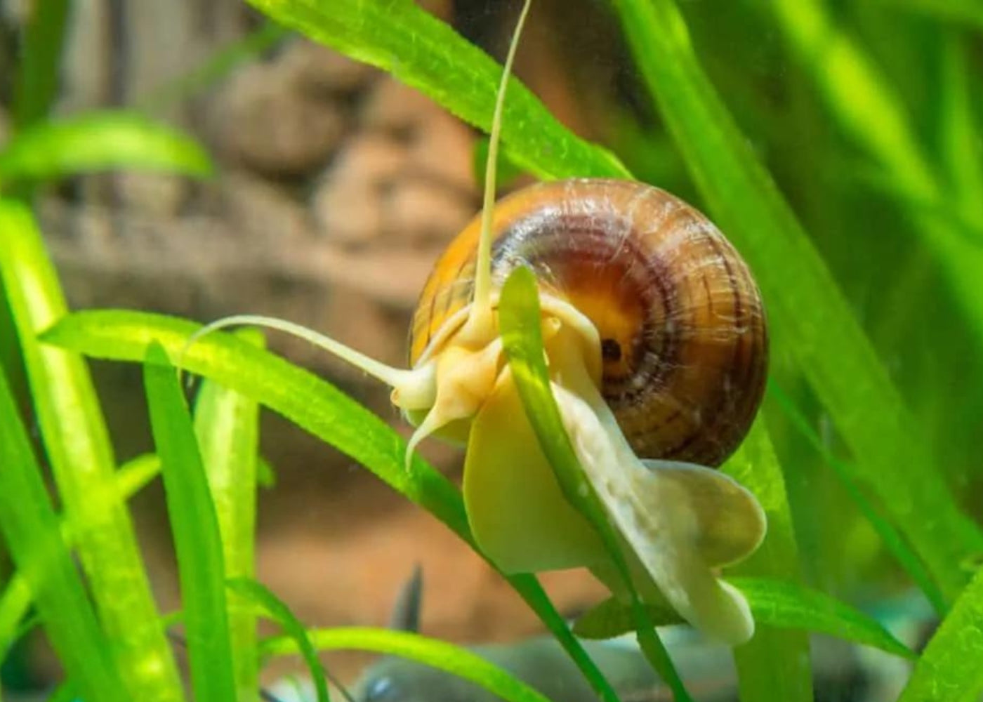 Mystery Snail - Tort