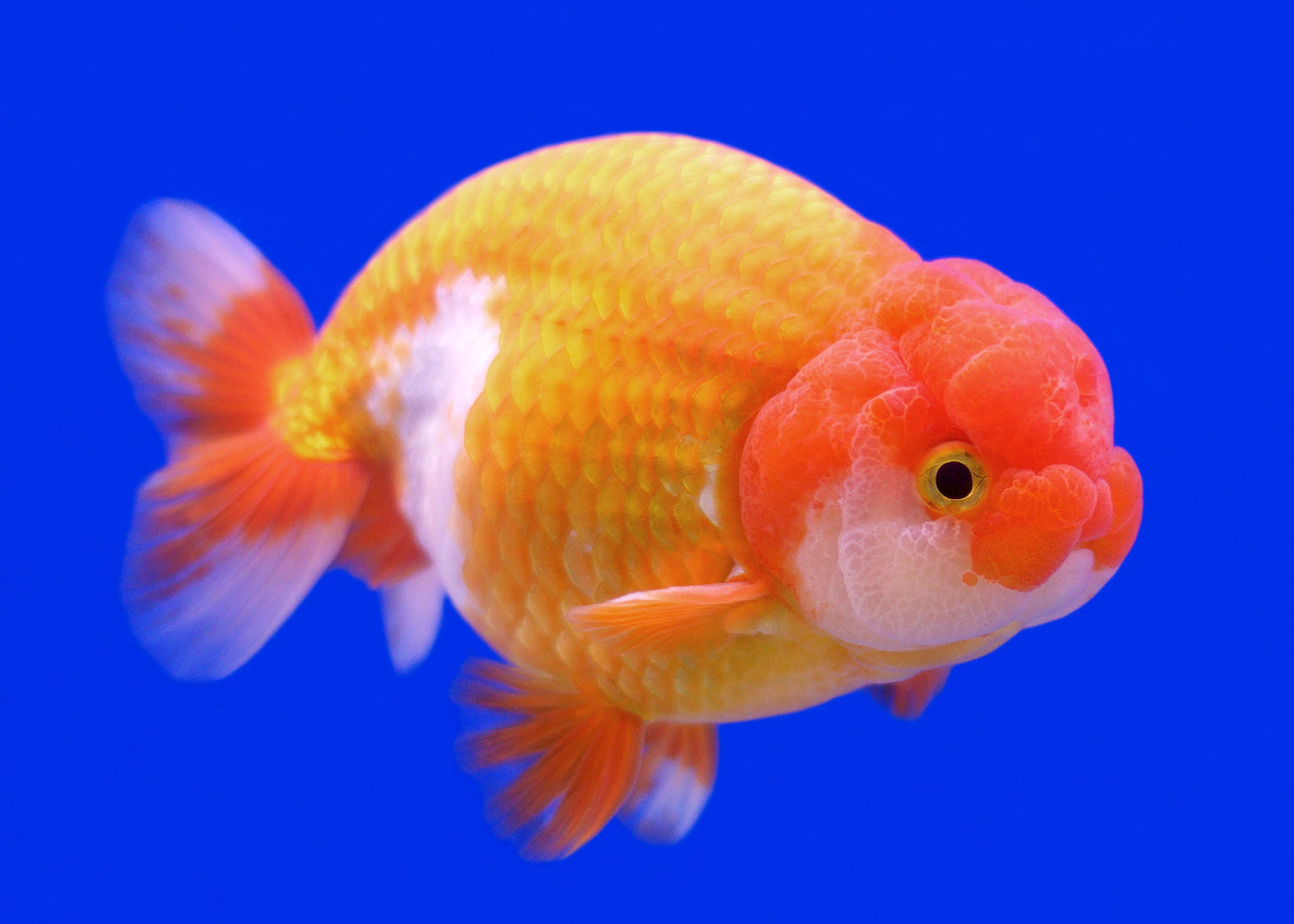 Lionhead Red And White