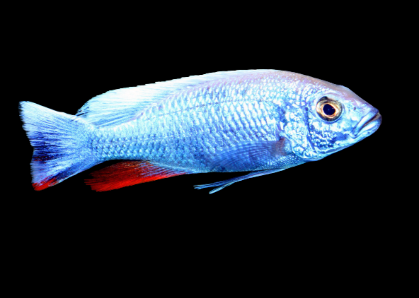 Electric Blue Cichlid - Iceberg 2