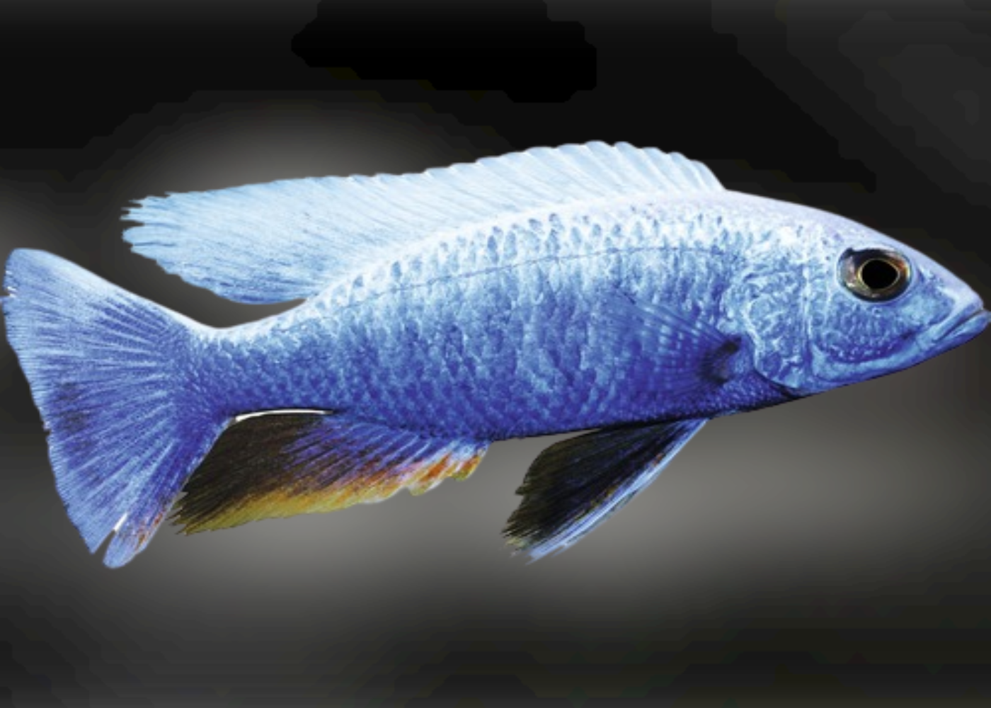Electric Blue Cichlid - Iceberg 3