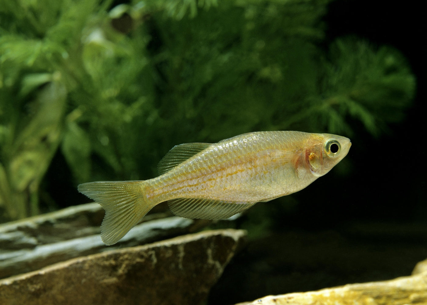 Pearl Danio Special (6 for $22)