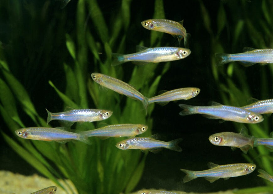 Pearl Danio Special (6 for $22) 2