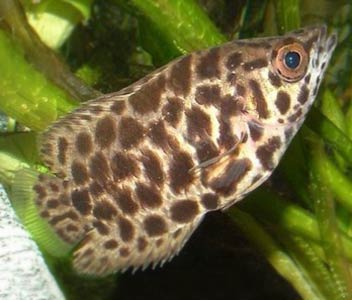Leopard Bushfish