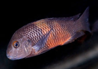 Tropheus Bemba Red