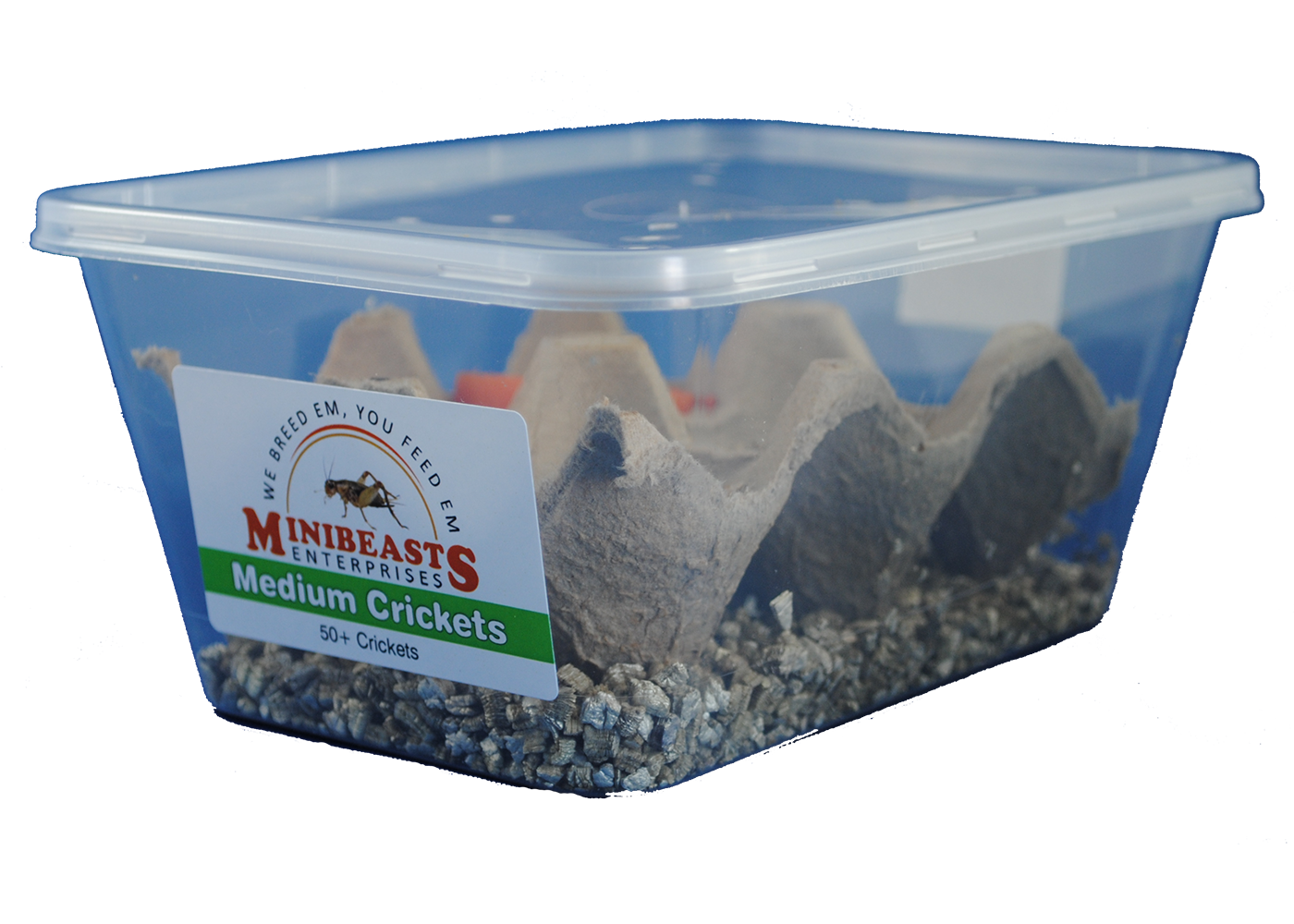 Minibeasts Crickets 2