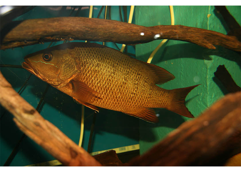 Mangrove Jack