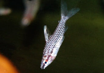 Headstander - Spotted