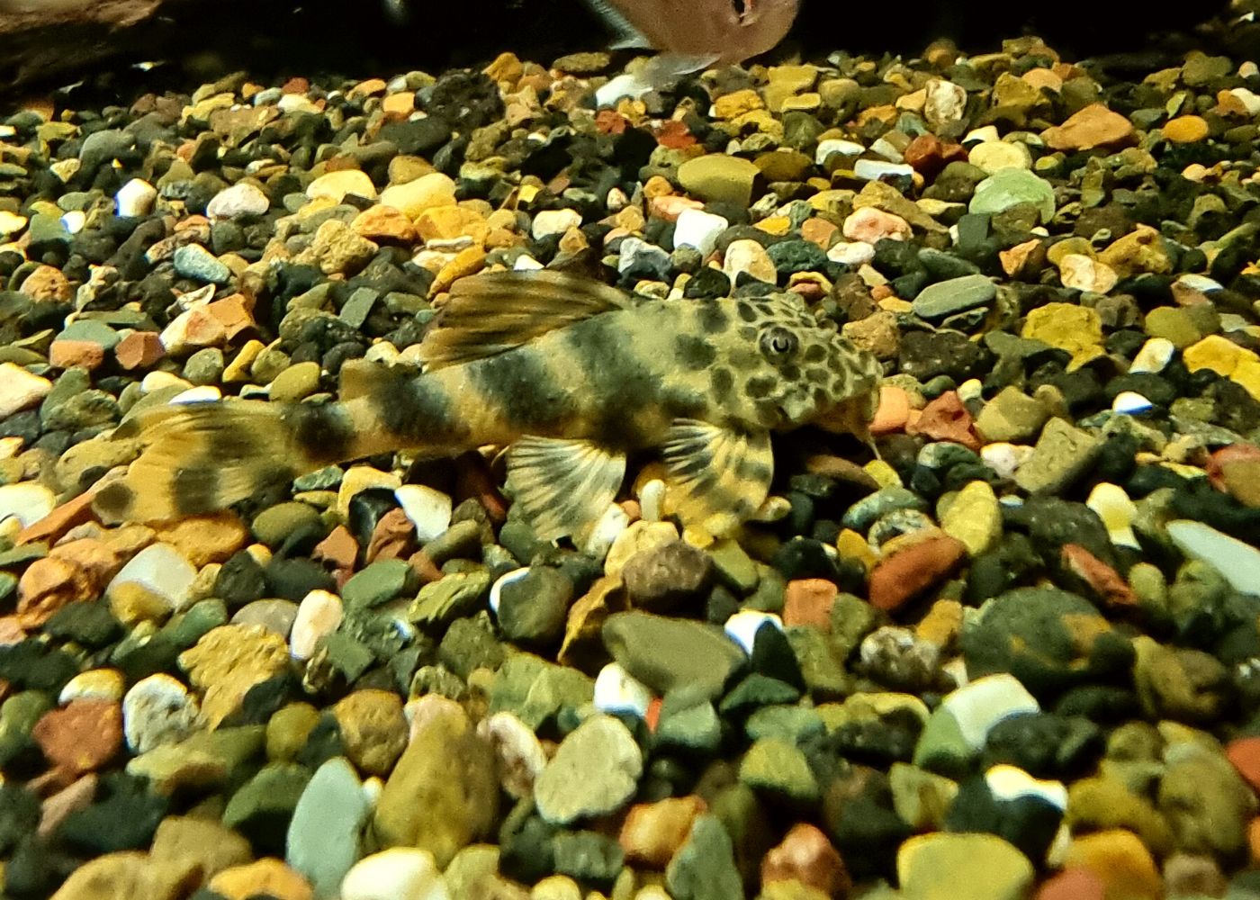 Peckoltia species L387 - Pleco