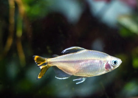 Yellow Tail Congo Tetra 2