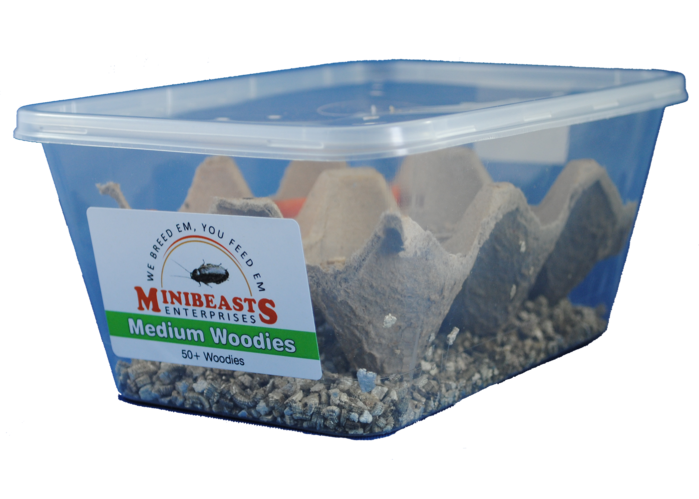 Minibeasts Woodies 2