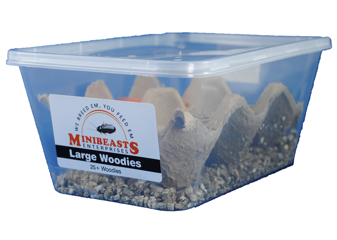 Minibeasts Woodies 3