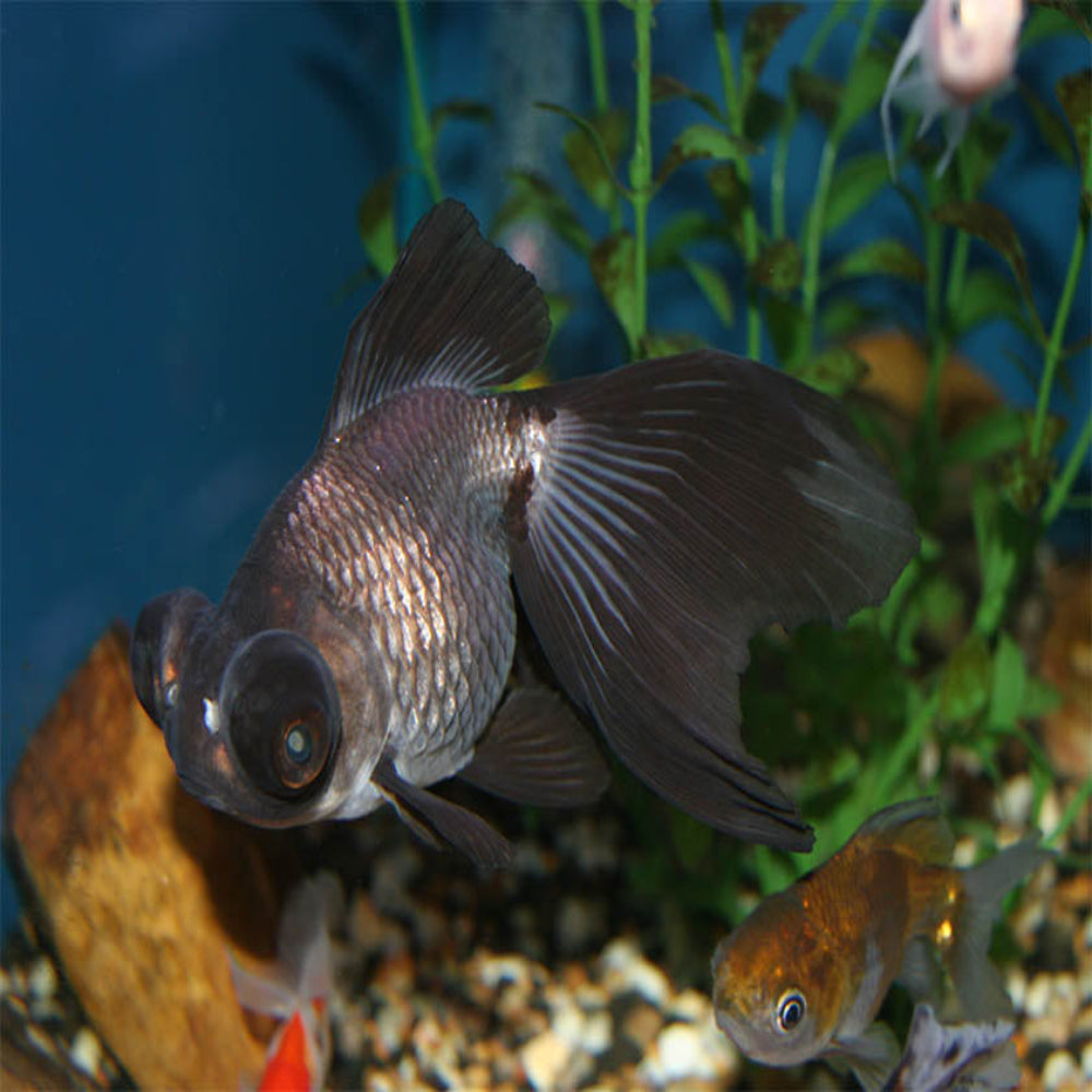 Panda Goldfish