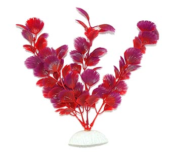 AquarWorld Purple Fern