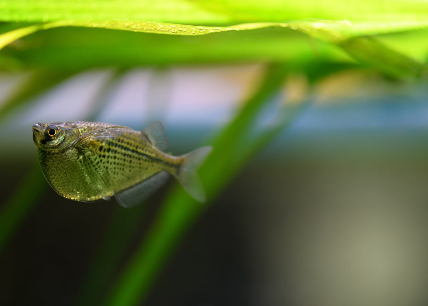 Spotted Silver Hatchetfish 2