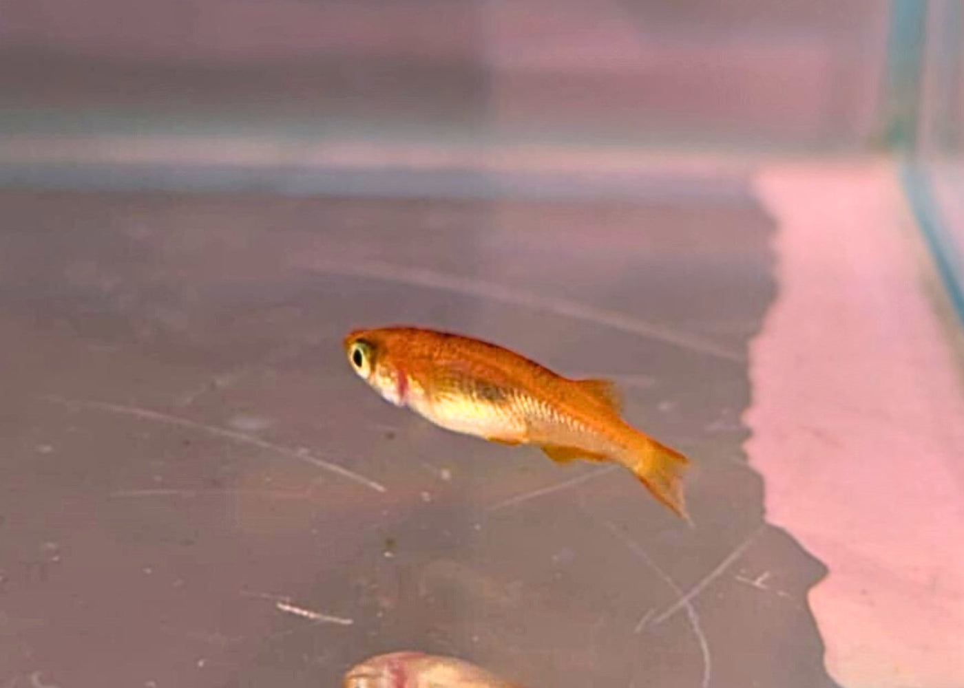 Tiger Medaka - Kogane Tora 2