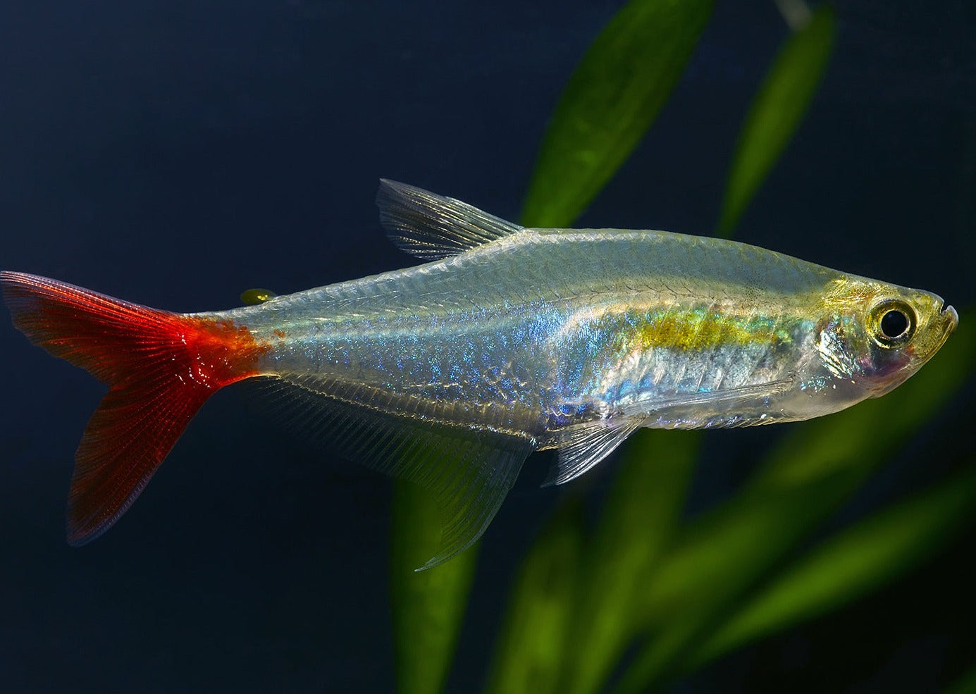 Glass Bloodfin Tetra