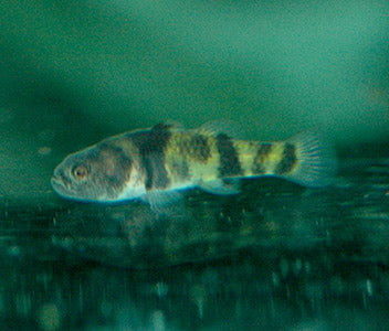 Goby - Brachygobius Kabilensis