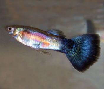 Guppy Male Purple Queen