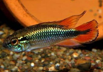 Apistogramma Agassizi