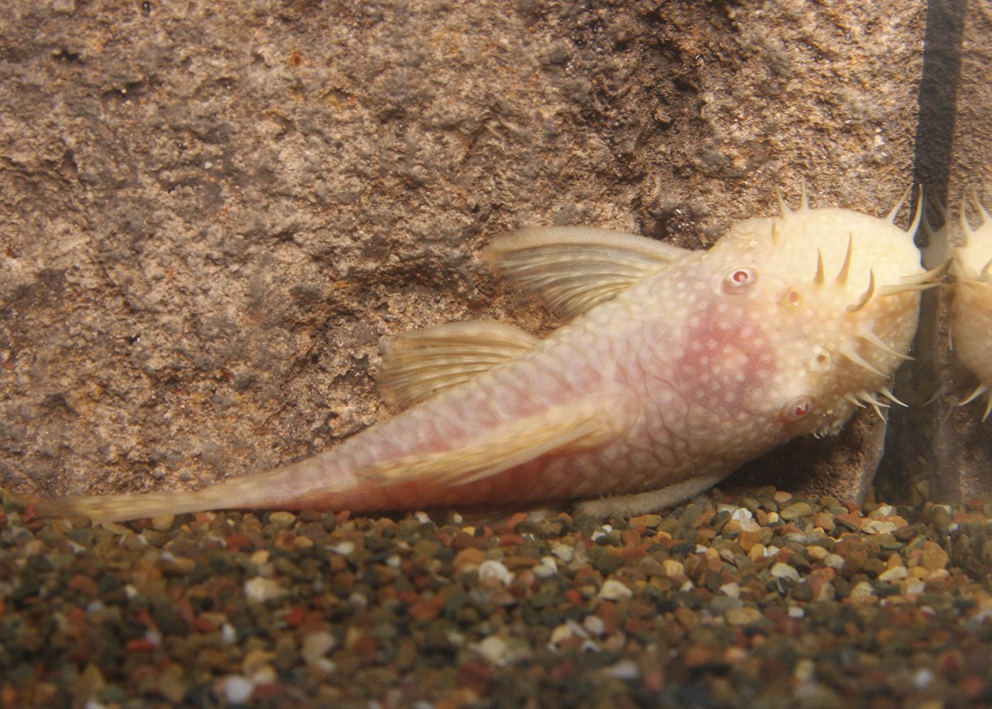 Bristlenose Catfish - Albino