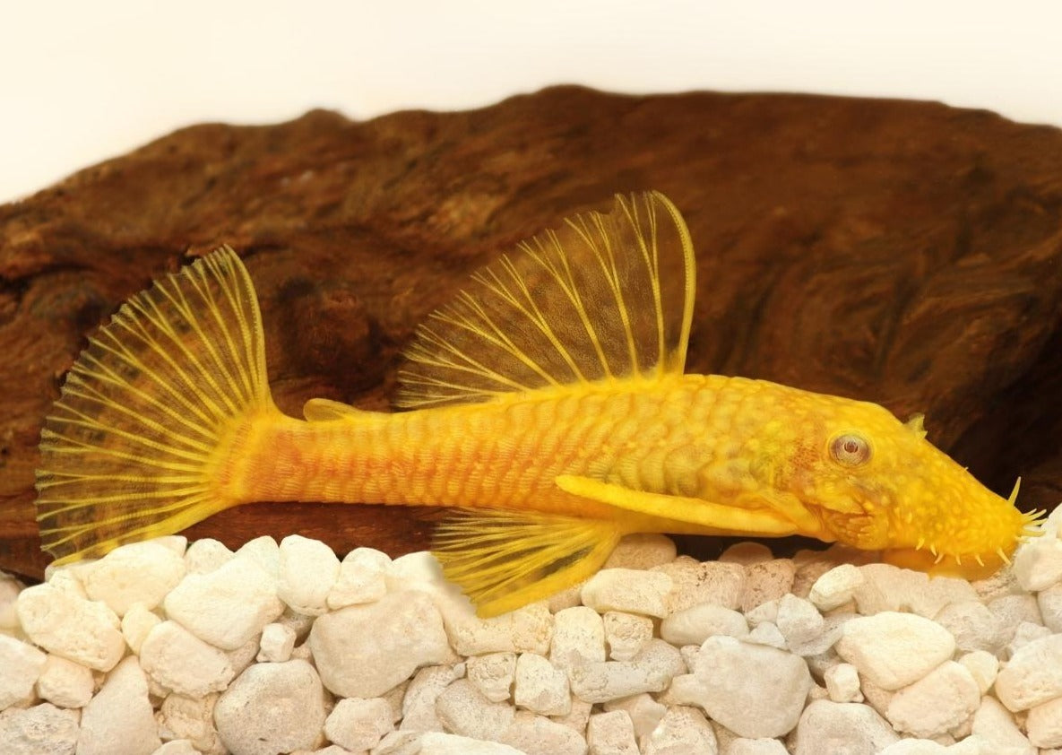 Bristlenose Catfish - Albino 2
