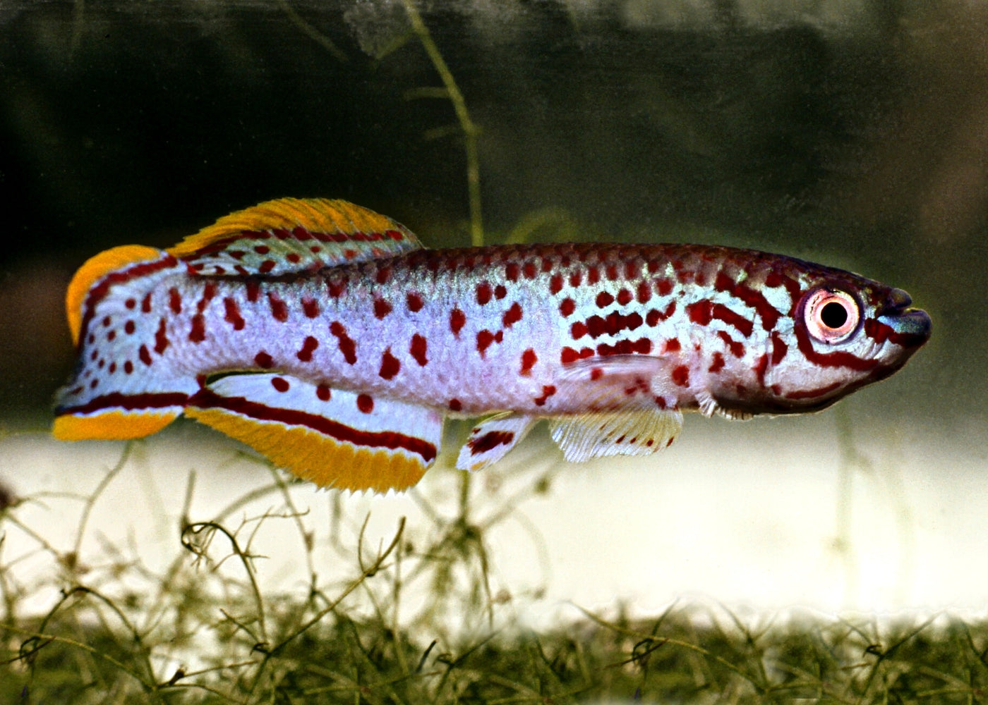 Aphyosemion Gardneri 2