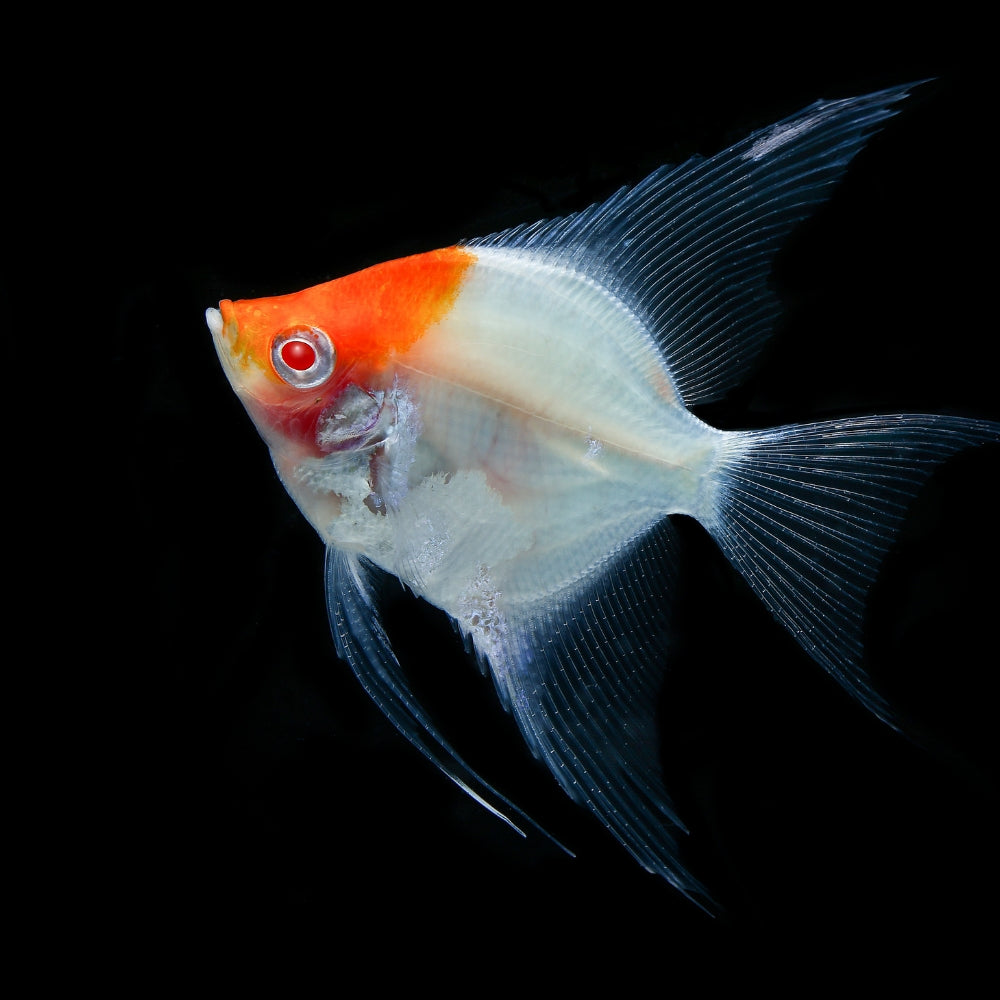 Albino Red Cap Angelfish