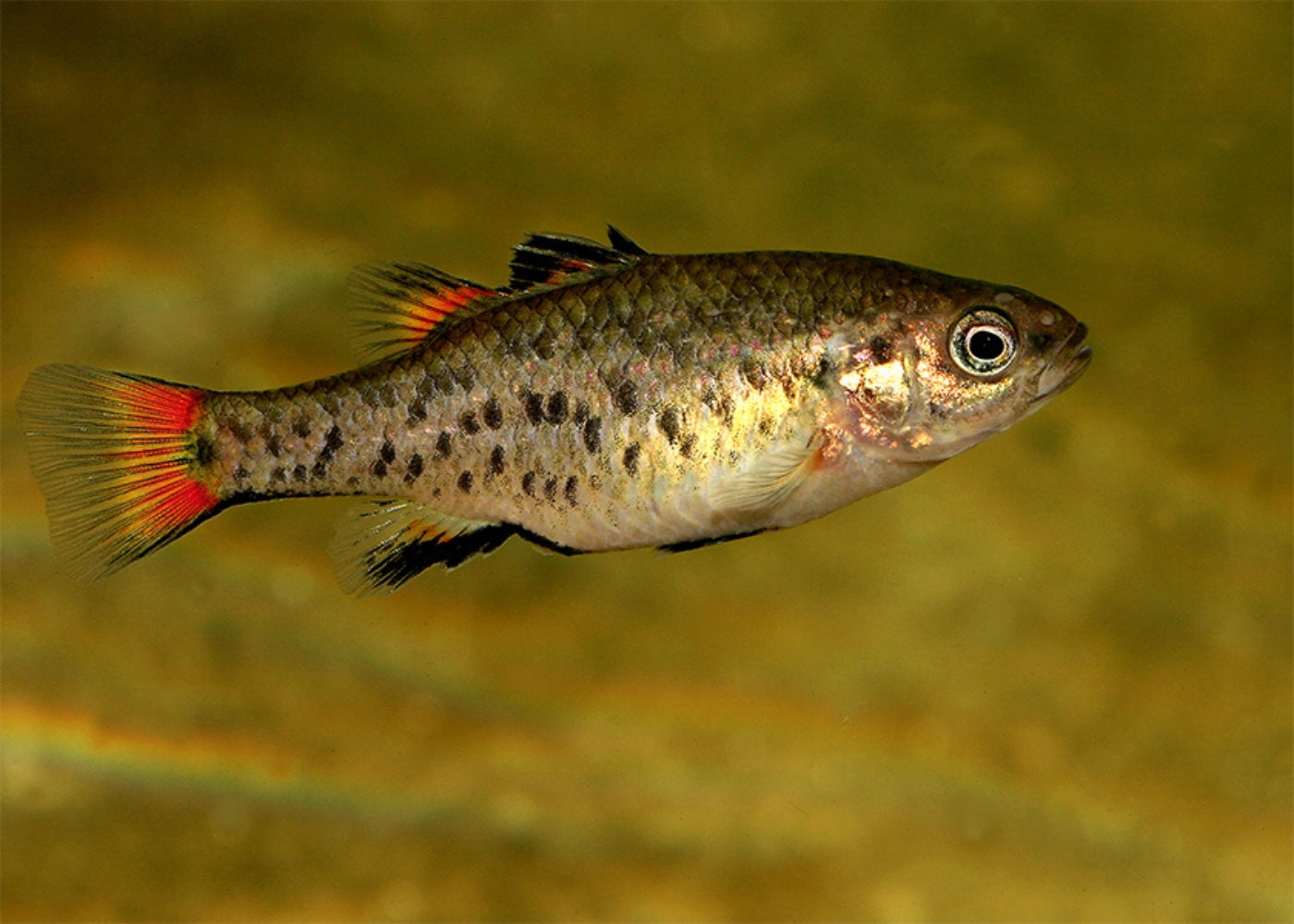 Southern Pygmy Perch