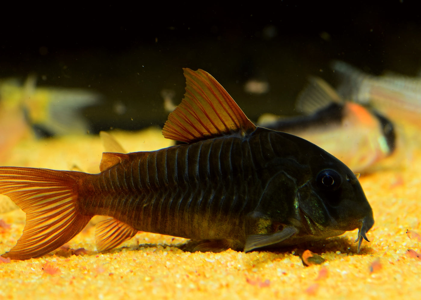Corydoras Black Venezuela