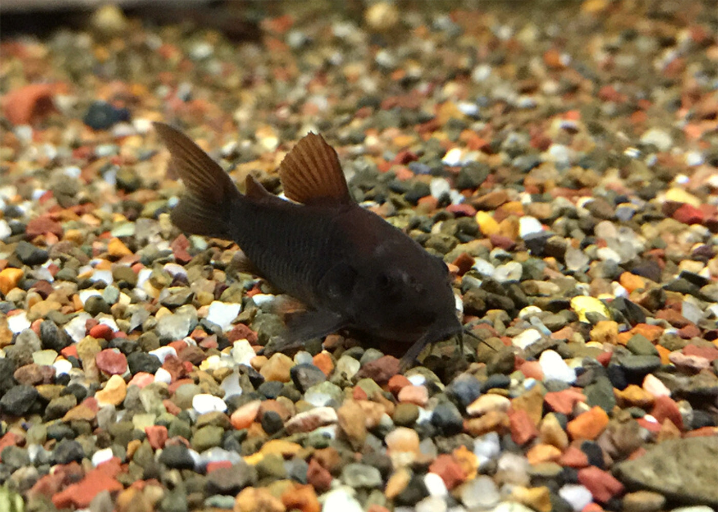 Corydoras Black Venezuela 2