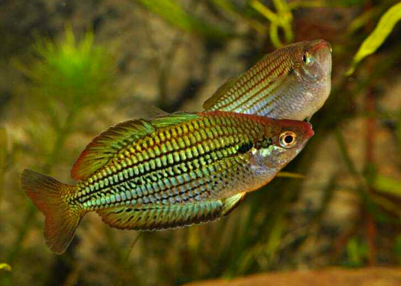 Fly River Rainbowfish - M. sexlineata
