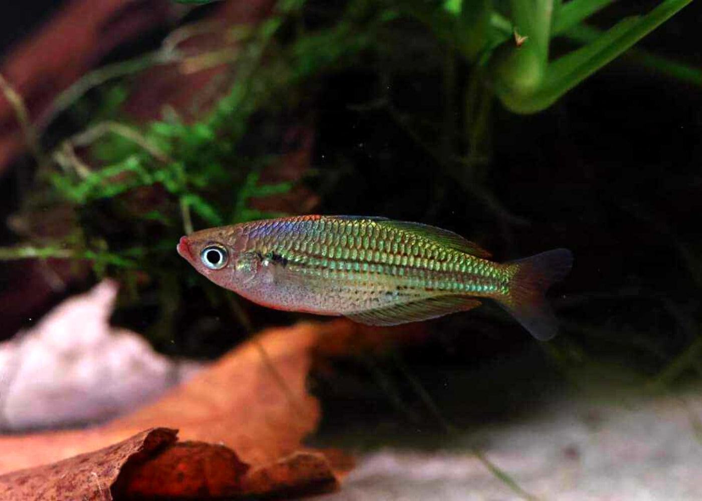 Fly River Rainbowfish - M. sexlineata 2