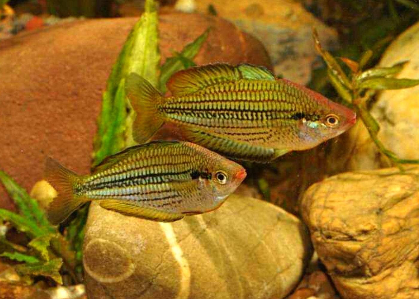 Fly River Rainbowfish - M. sexlineata 3