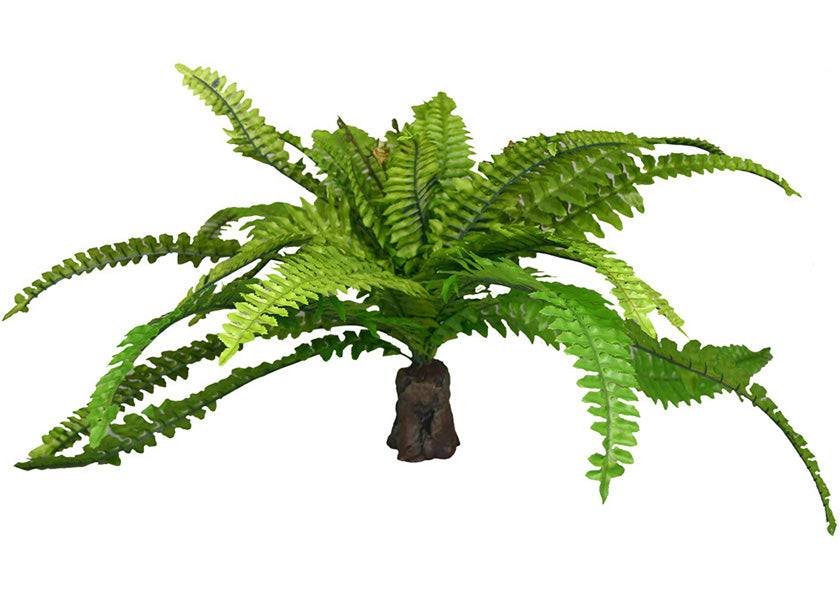 Reptile One Fern On Rock 2